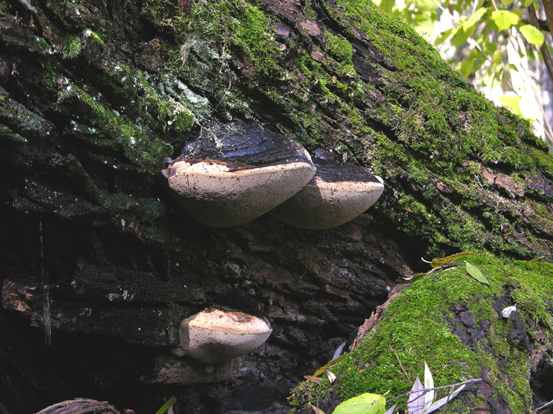 Phellinus igniarius.